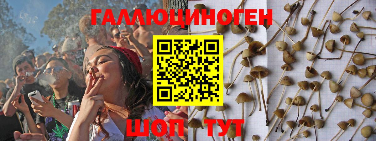 Галлюциногенные грибы Psilocybine cubensis Урус-Мартан